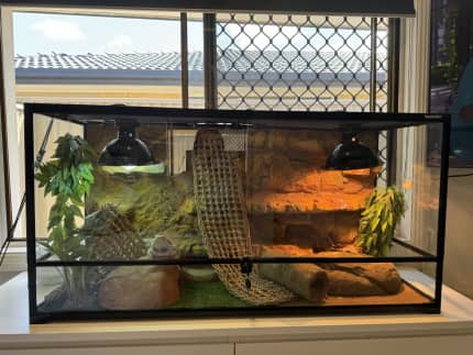 Bearded dragon best sale enclosure for sale