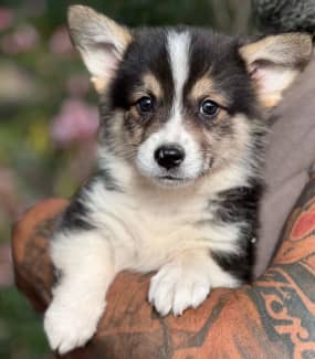 toy corgi puppies for sale