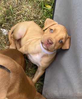 Red nose american staffy pups best sale for sale