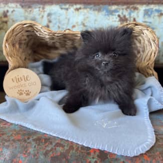 Teacup Pomeranian | Pets | Gumtree Australia Free Local Classifieds