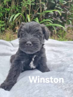 Schnoodle gumtree best sale