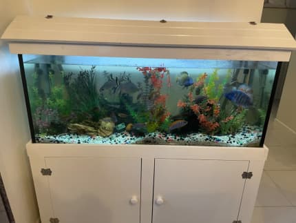 Fish Tank + Fish + Accessories