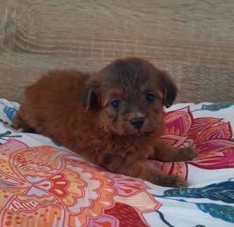 Chihuahua x toy poodle puppies for sale best sale