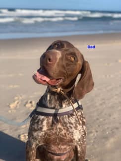 German shorthaired best sale pointer x kelpie