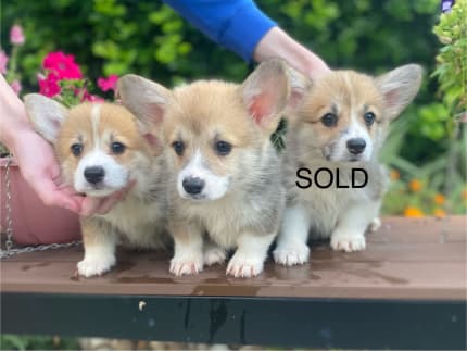 Corgi puppies sales for sale gumtree