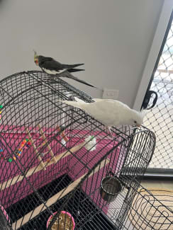 Cockatiel 2025 cage gumtree