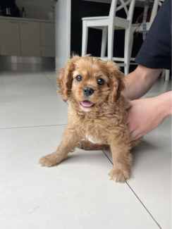 Brittany hot sale spaniel gumtree