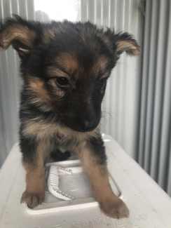 PUREBRED GERMAN SHEPHARD PUPPIES FOR SALE