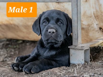 what color puppies will 2 black labs have