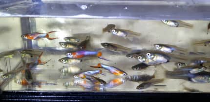 artificial fish tank  Gumtree Australia Free Local Classifieds