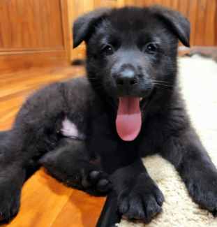 Purebred Black German Shepherd Puppies - ready for their new homes