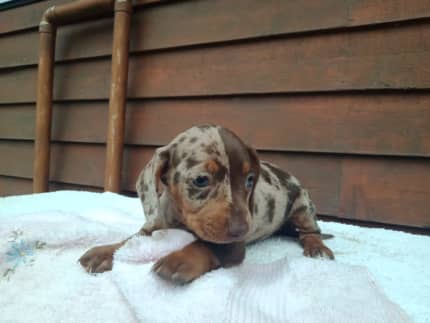 Chocolate dapple outlet dachshund for sale