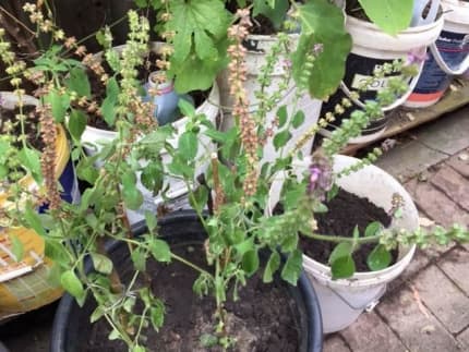 tulsi plant in Sydney Region NSW Plants Gumtree Australia