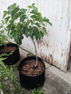 Gumtree mulberry sale