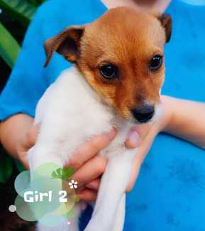 💥Adorable Soft Jack Russell Pups So Cute. Last Girl left!