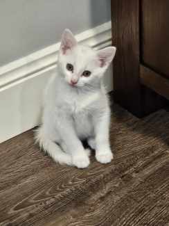 Khao Manee X Bengal Kittens 16 Weeks