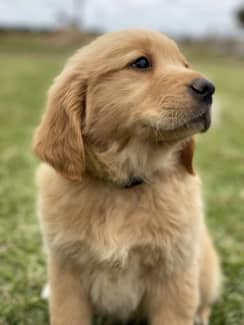 do golden retriever puppies darken