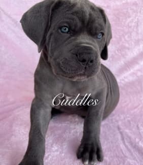 Neapolitan sales mastiff gumtree