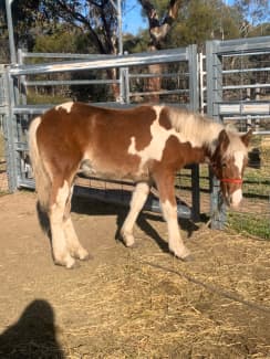 clydesdale for sale gumtree