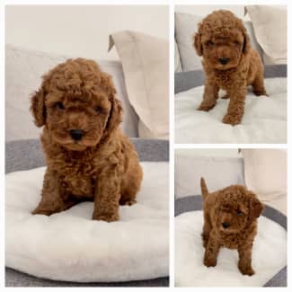 Gumtree toy cavoodle sale