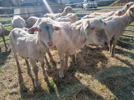 22 Marino and cross bred ewes for sale, $100ea or make an offer