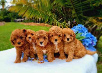 🔥 Toy Cavoodle Puppies 🔥