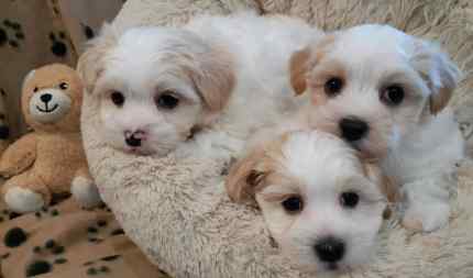 Maltese x Shih Tzu Puppy (Puppies)