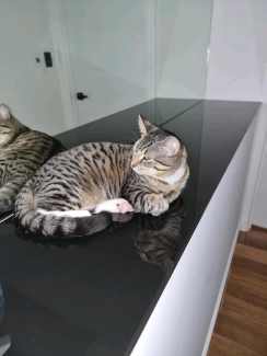 10 Month Old Tabbi Cat Free to Adopt