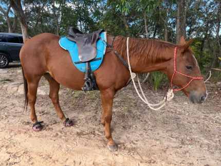 horse gear in New South Wales, Pets