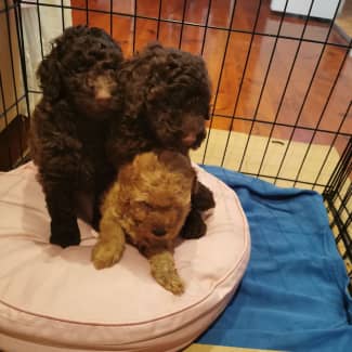 Miniature discount poodle gumtree