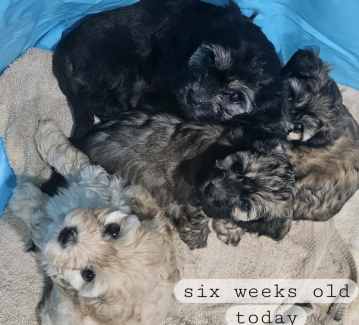 Expression of interest  Toy Cavoodle Puppies 🐶 Ready 13 /5/ 23