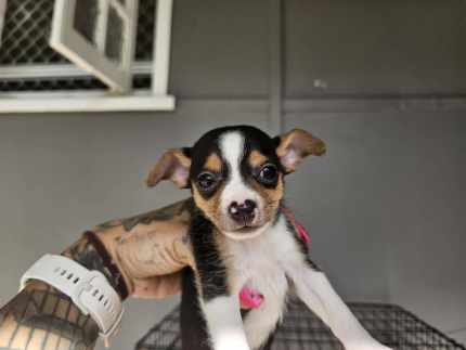 Gumtree chihuahua store dogs for sale