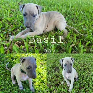 Free best sale whippet puppies