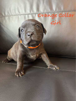 Pedigree hotsell staffy puppies