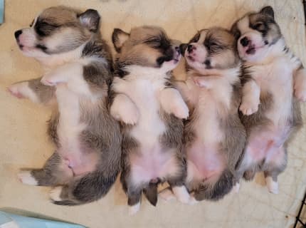 Corgi for sale store gumtree