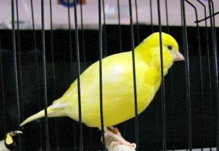 canaries for sale perth