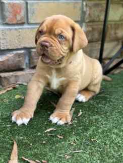 Dogue de clearance bordeaux gumtree