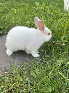 American white rabbit