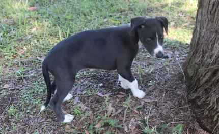 Gumtree sales whippet puppies