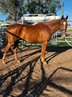 Giveaway project or companion gelding