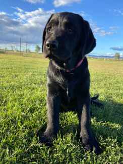 Female Black Labrador Puppy Available Now