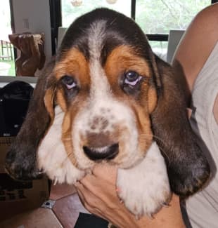 Basset hound puppies store for sale gumtree