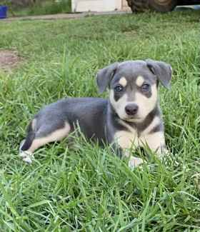 Blue 2024 kelpie puppy