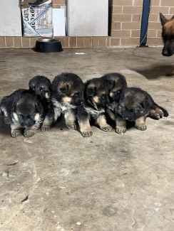 Gumtree hot sale german shepherd