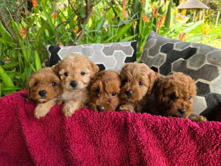 CAVOODLE BEAUTIFUL PUPPIES