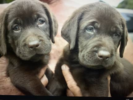 Pedigree chocolate labrador on sale puppies for sale