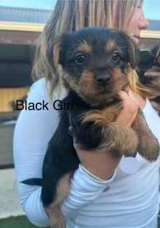 Silky terrier puppies 2024 for sale gumtree