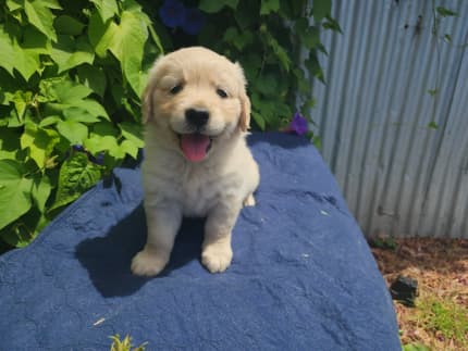 Gumtree cheap golden retriever