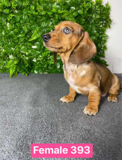 sausage dogs for sale gold coast