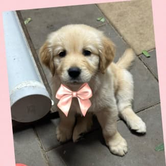 Gumtree sales golden retriever